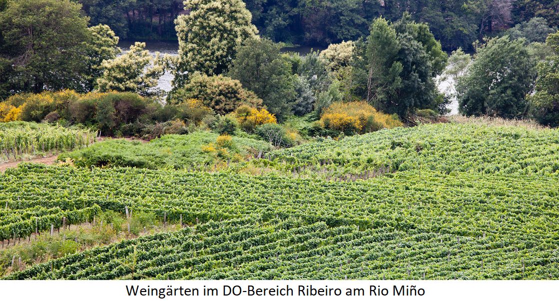 Weingärten im DO-Bereich Ribeiro am Rio Miño