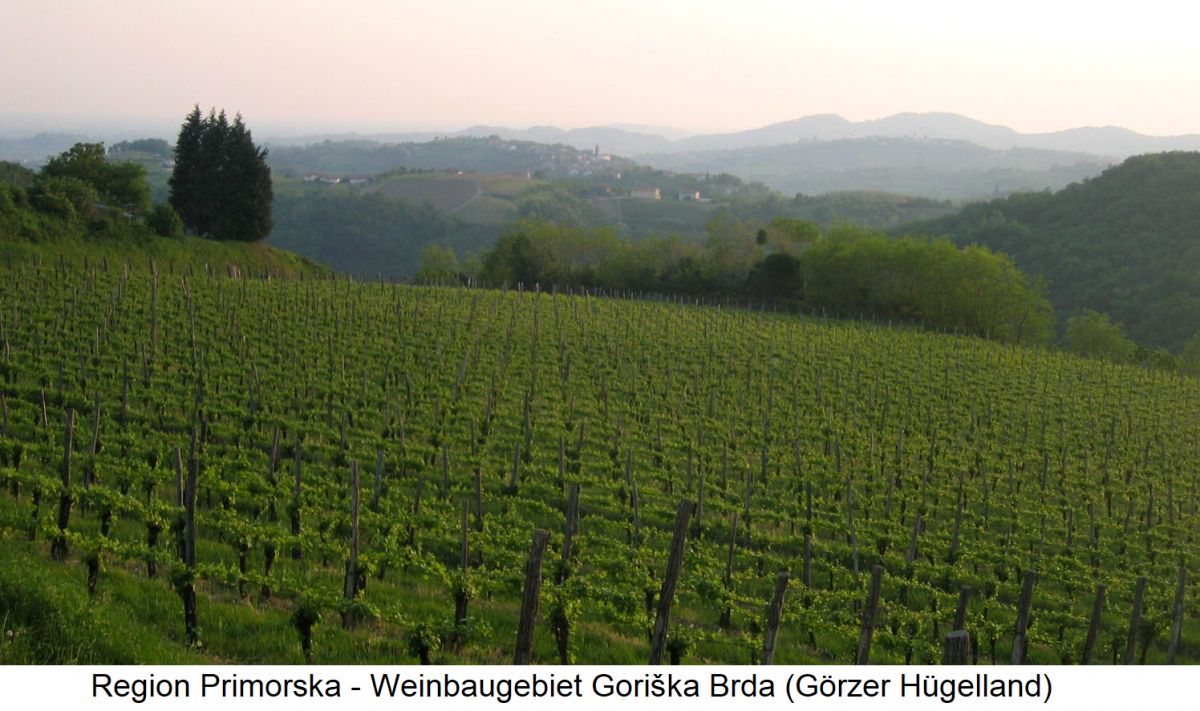 Primorska - Rebflächen im Weinbaugebiet Goriška Brda