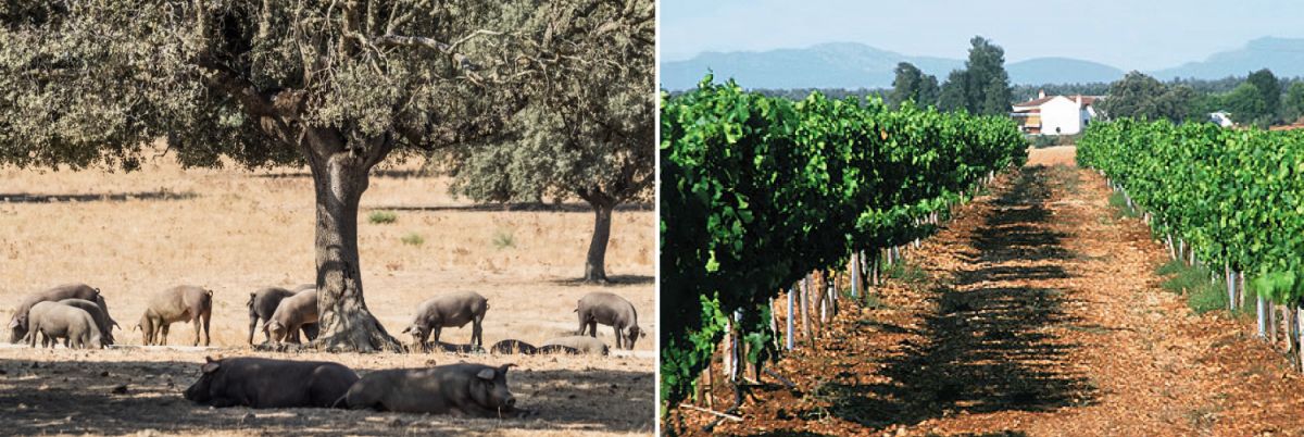 Extremadura - Schweine in Eichenwäldern und Weingarten