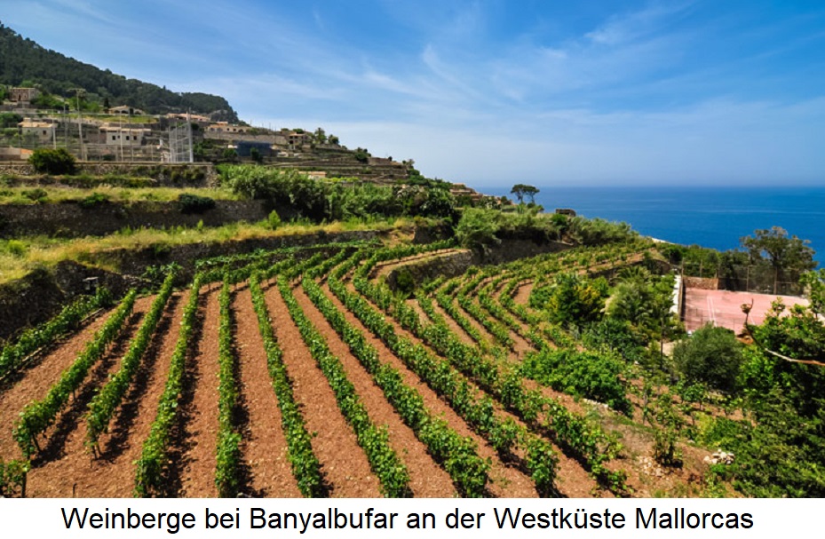 Balearen - Weinberge auf Mallorca