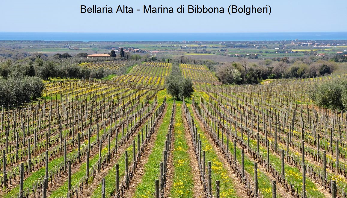 Bolgheri - Viñedo Bellaria Alta (Ornellaia) en Marina di Bibbona