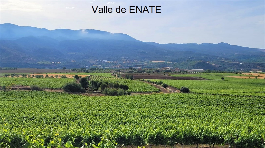 ENATE - Viñedos