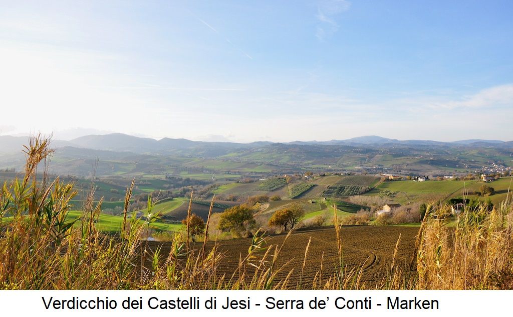 Marken - Verdicchio dei Castelli di Jesi - Serra del Conti - Weinberge